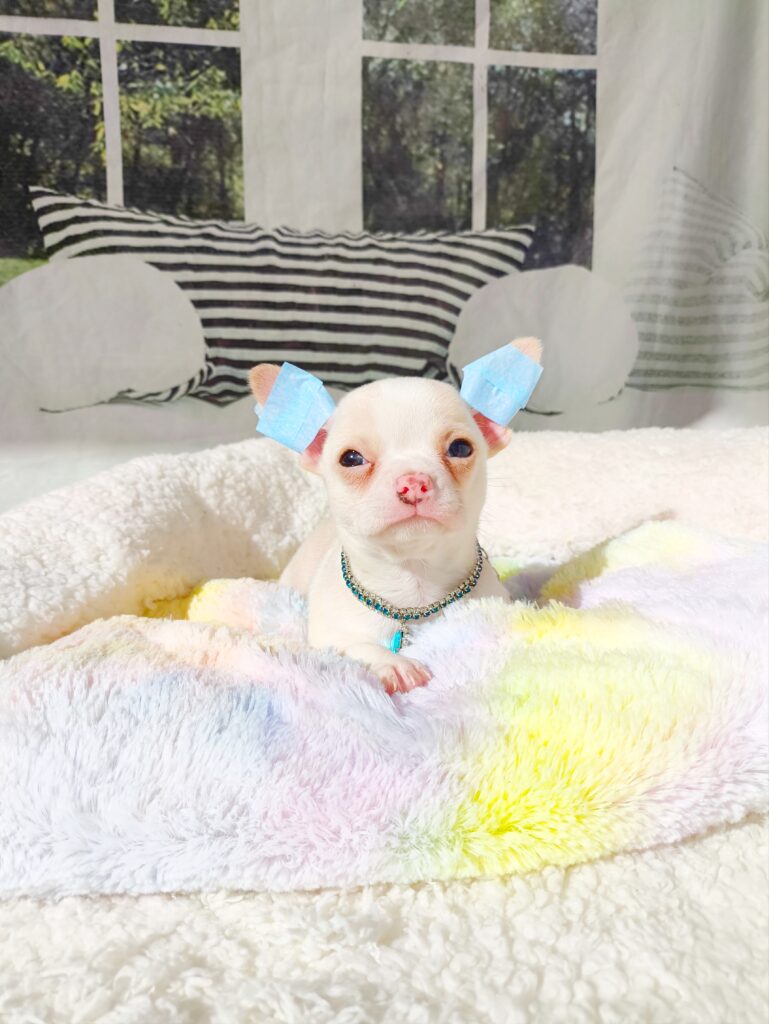 filhote de chihuahua pêlo curto creme