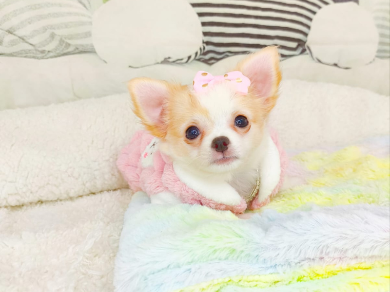 Filhotes de Chihuahua à venda com pedigree Rare Diamond Kennel