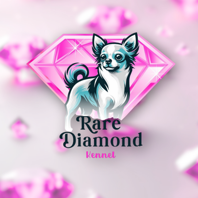 imagem-do-site-filhotes-rare-diamond-kennel