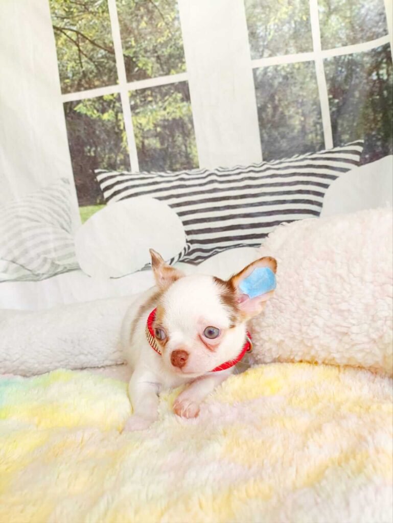filhote de chihuahua pêlo curto merle