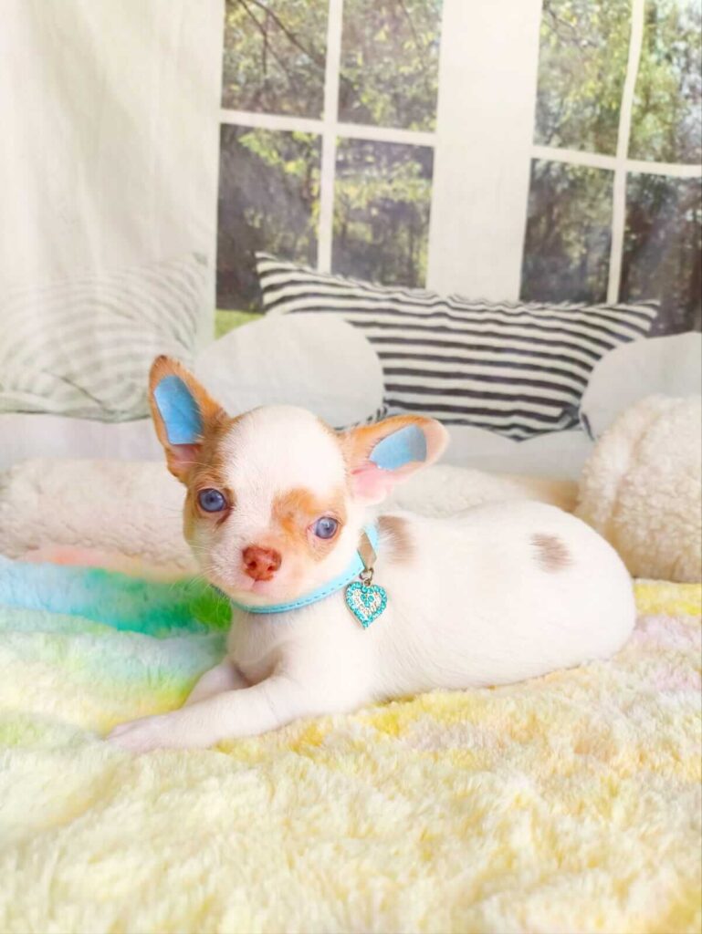 filhote de chihuahua pêlo curto merle de olhos azuis