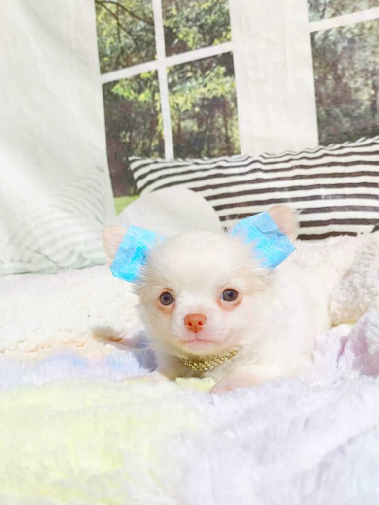filhote de chihuahua pêlo longo