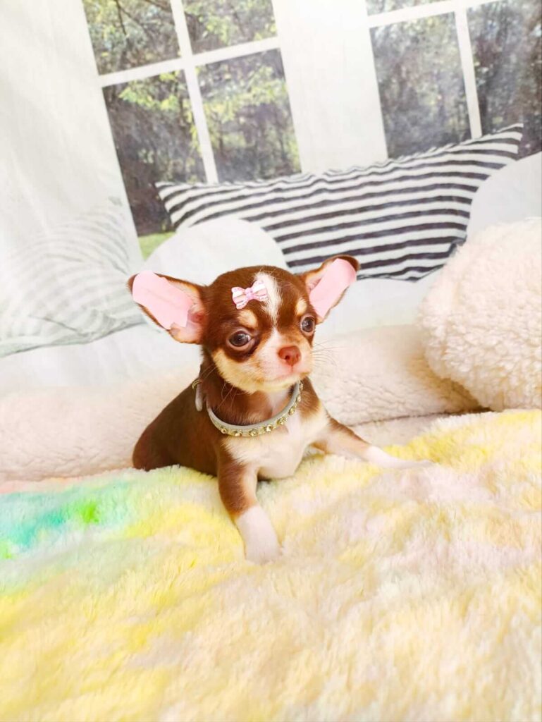 filhote de chihuahua pêlo curto chocolate