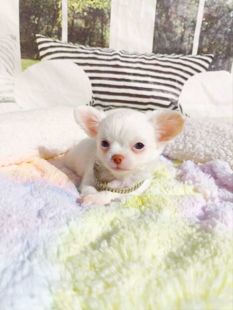 filhote de chihuahua pêlo longo