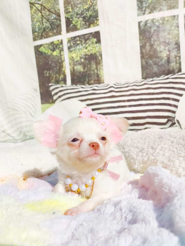 chihuahua pêlo longo branco