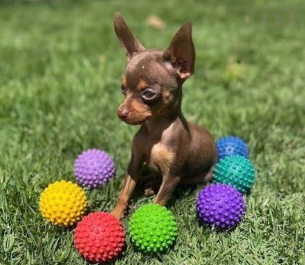 pinscher zero