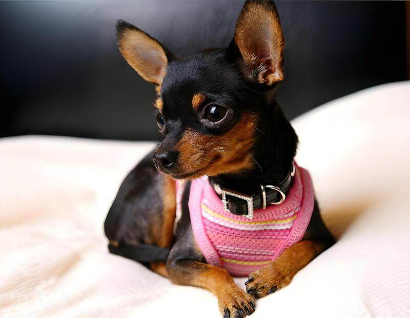 pinscher zero