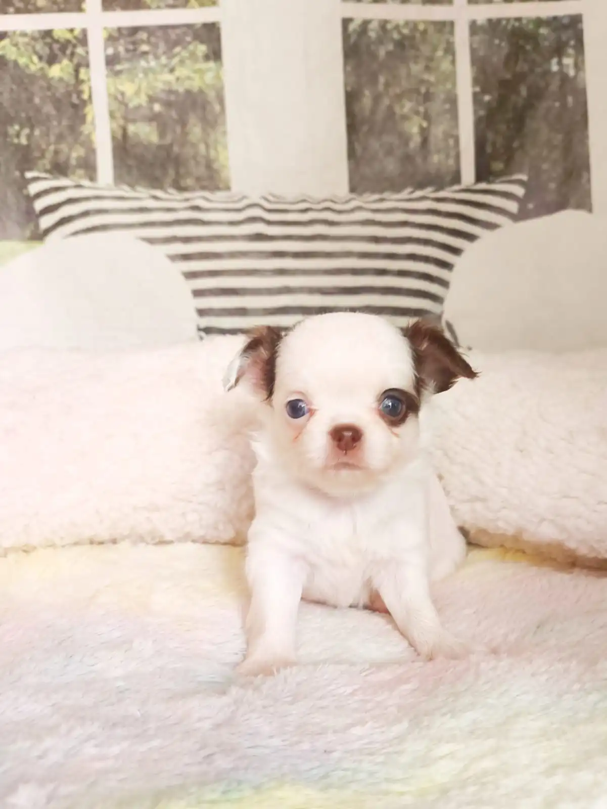 filhote de chihuahua branco e chocolate pêlo longo